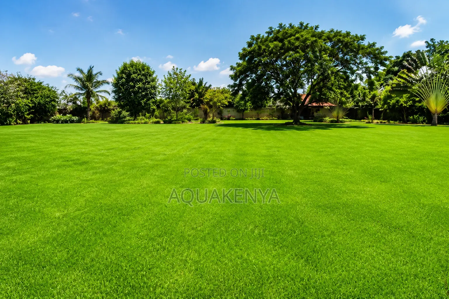 Arabic Grass Lawns,grass Planting