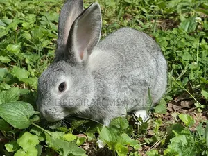 Hybrid Rabbits for Sale