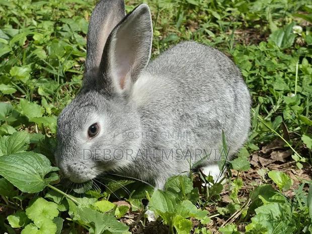 Hybrid Rabbits for Sale
