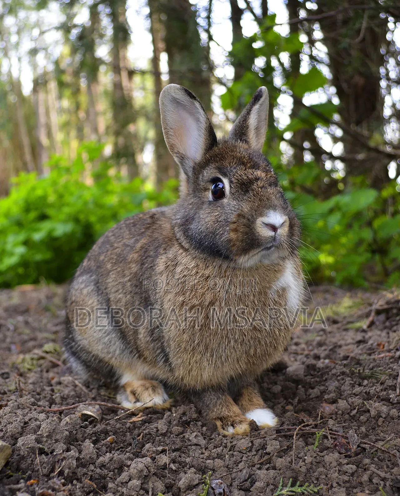 Hybrid Rabbits for Sale