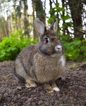 Hybrid Rabbits for Sale