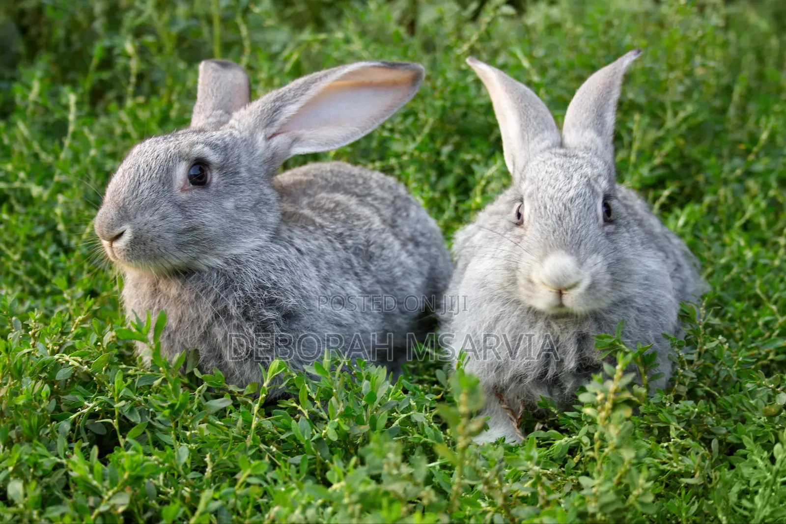 Hybrid Rabbits for Sale