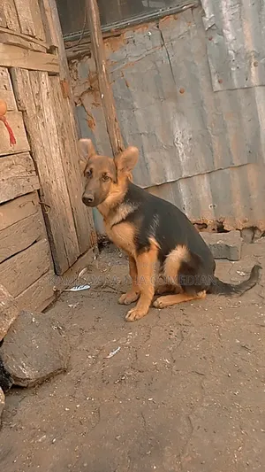 3-6 months Male Purebred German Shepherd