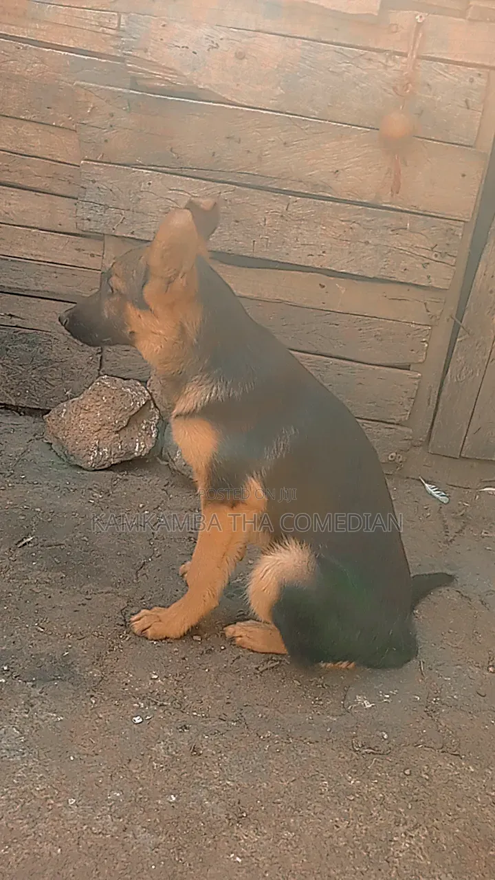 3-6 months Male Purebred German Shepherd