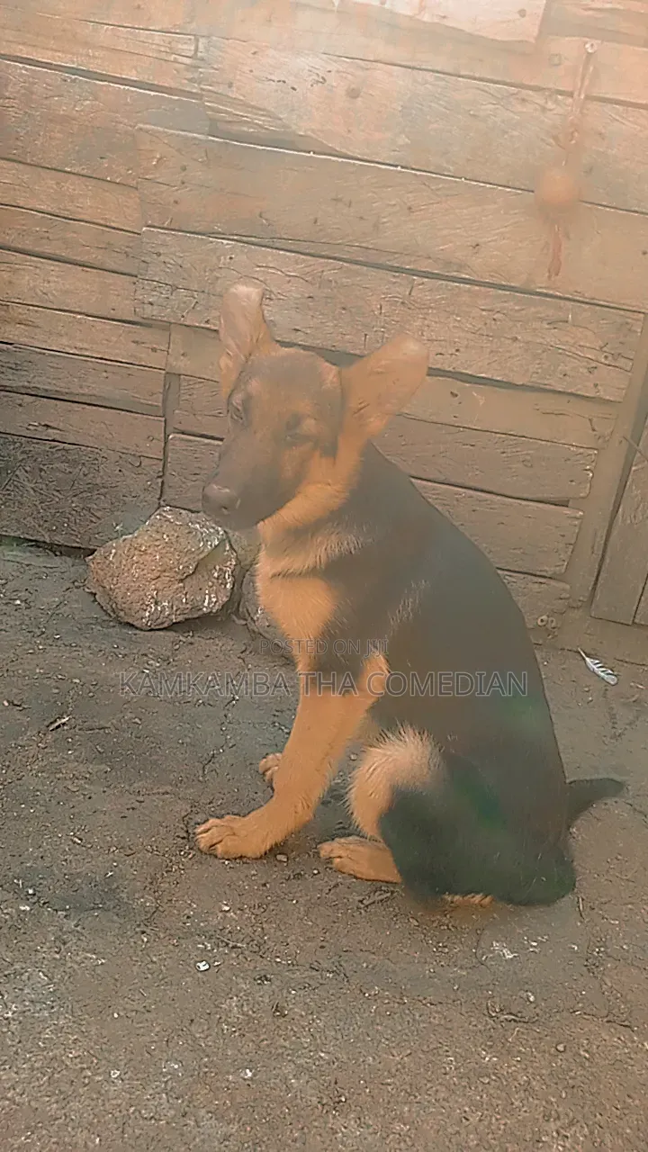 3-6 months Male Purebred German Shepherd