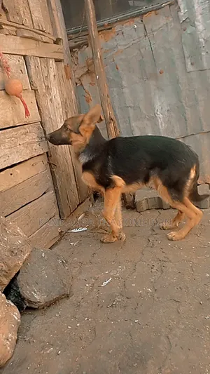 3-6 months Male Purebred German Shepherd