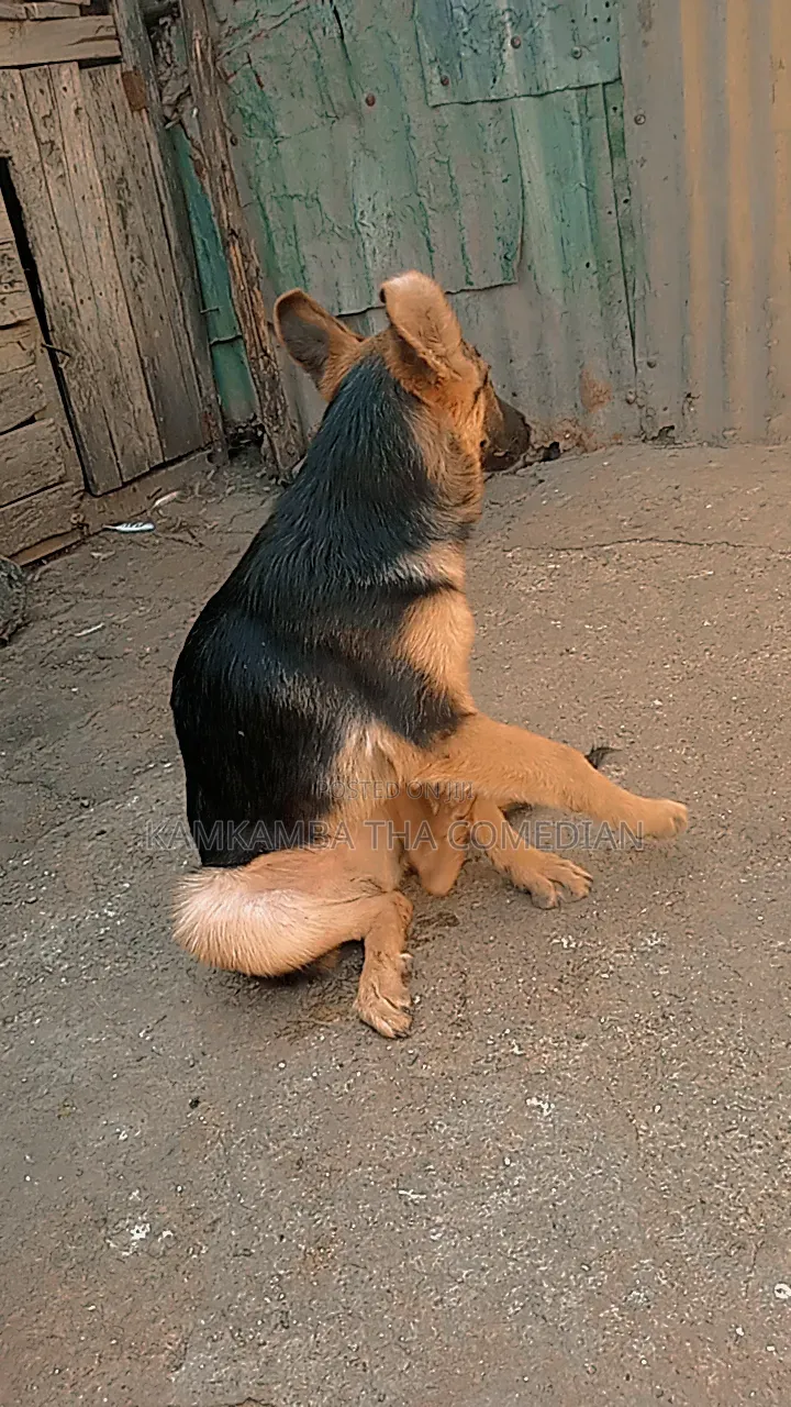 3-6 months Male Purebred German Shepherd