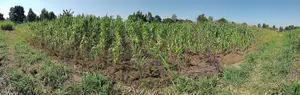 Tabuga Plot 50×100