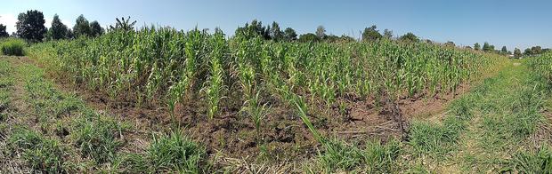 Tabuga Plot 50×100
