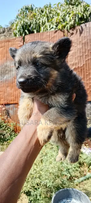 1-3 months Male Purebred German Shepherd