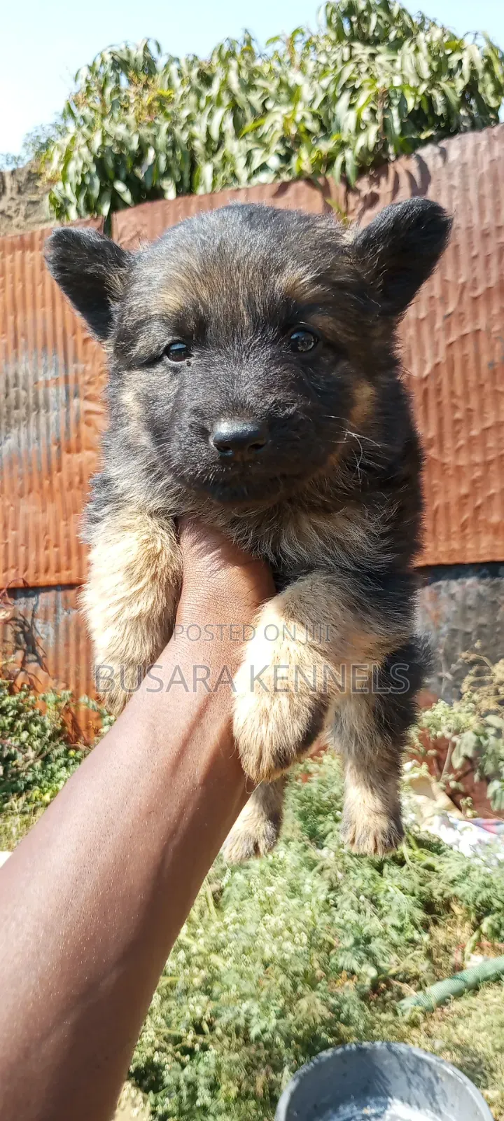 1-3 months Male Purebred German Shepherd