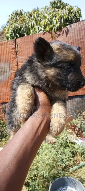 1-3 months Male Purebred German Shepherd