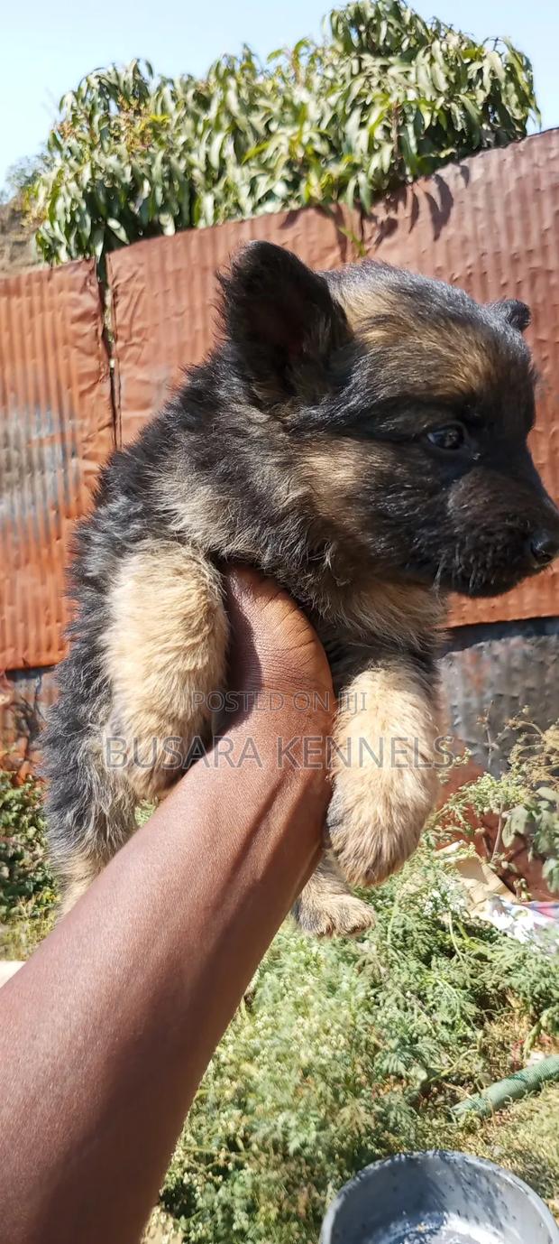 1-3 months Male Purebred German Shepherd - thumbnail 5