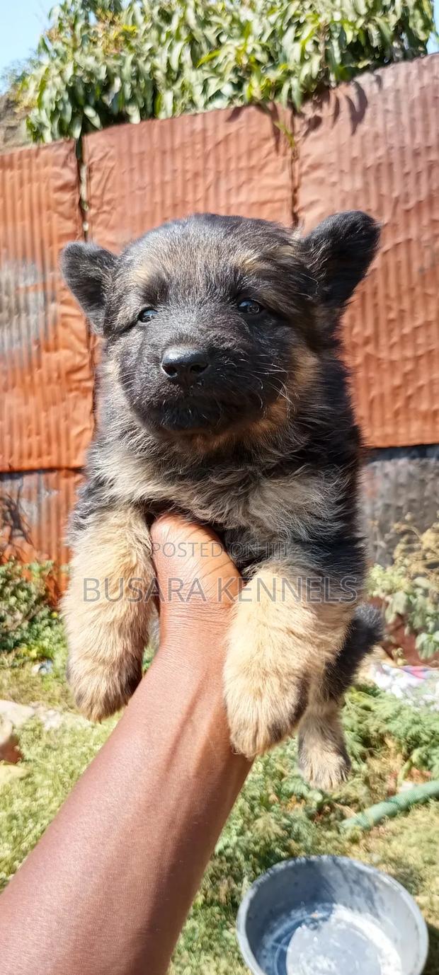 1-3 months Male Purebred German Shepherd - main view