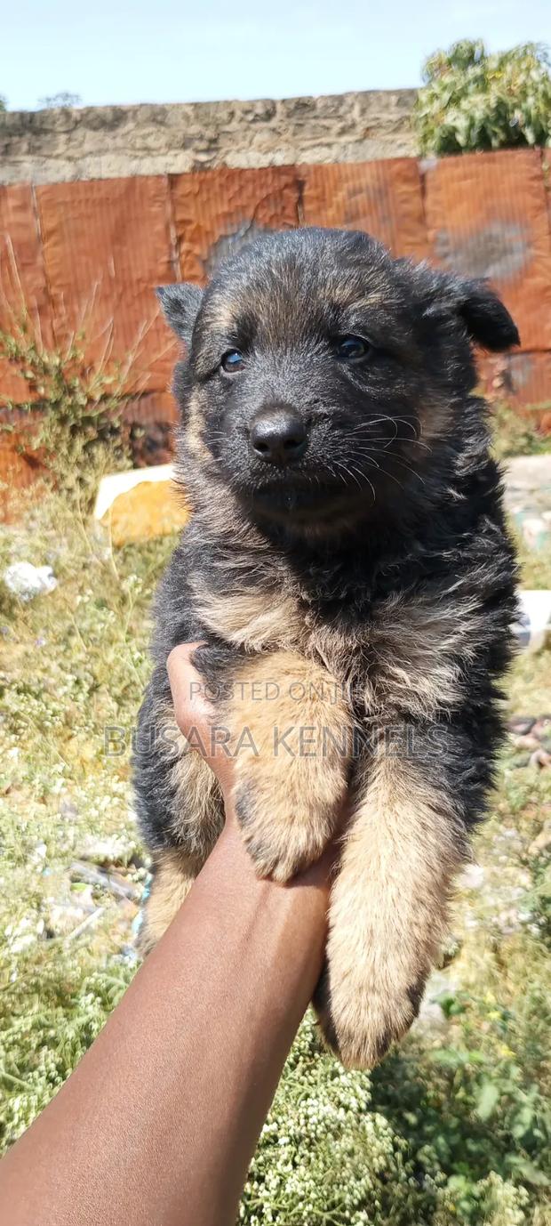 1-3 months Male Purebred German Shepherd - thumbnail 6