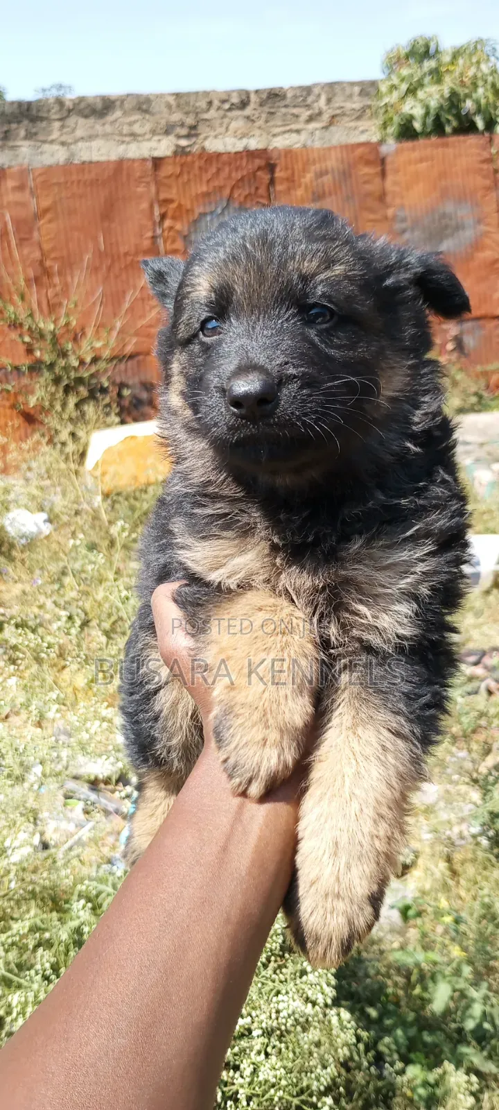 1-3 months Male Purebred German Shepherd