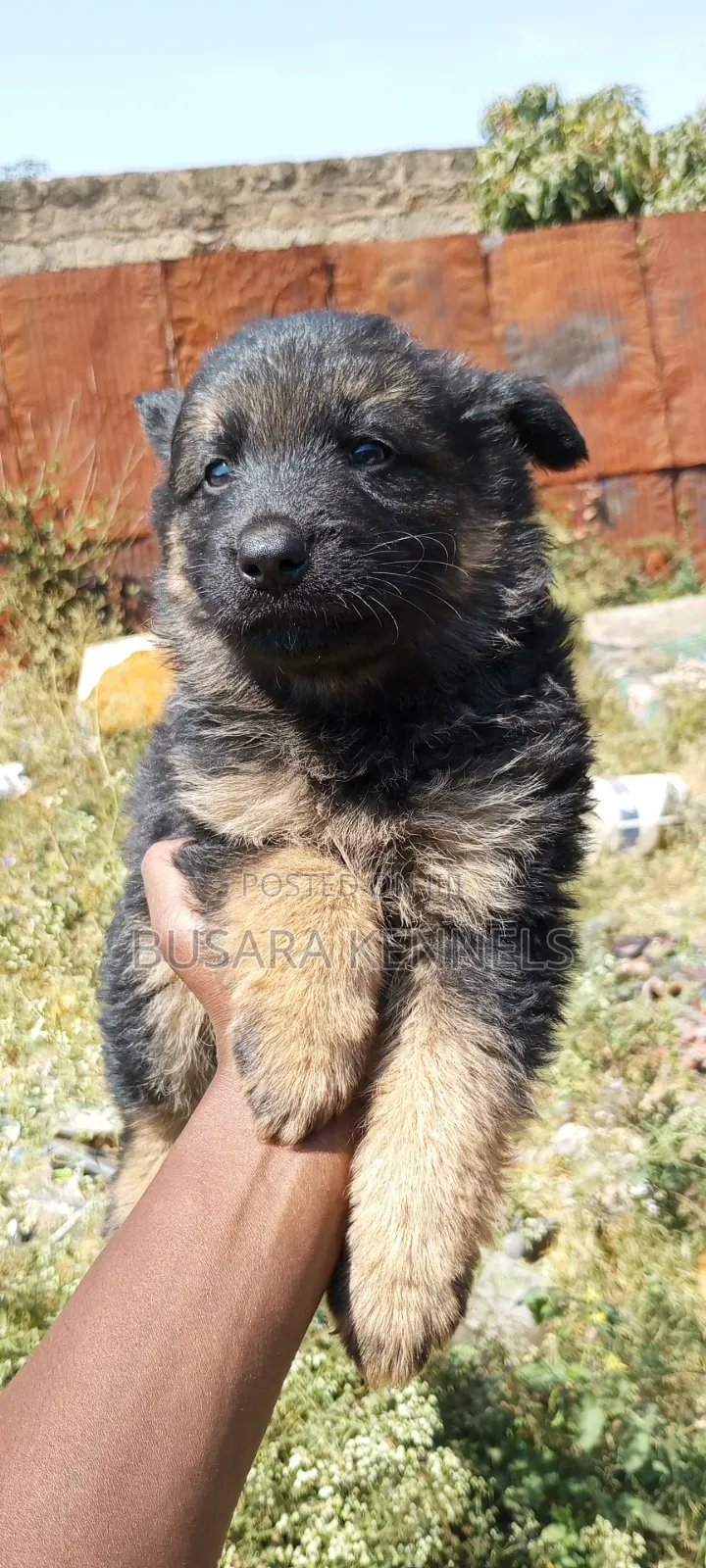 1-3 months Male Purebred German Shepherd