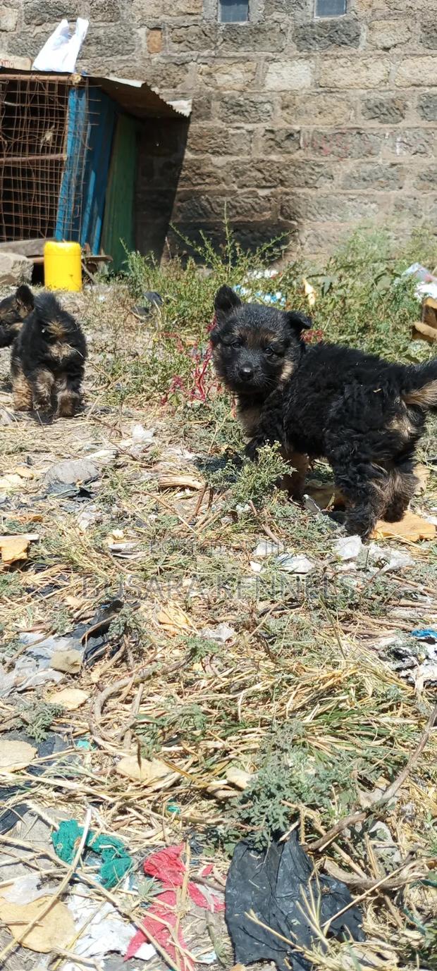 1-3 months Male Purebred German Shepherd - thumbnail 7