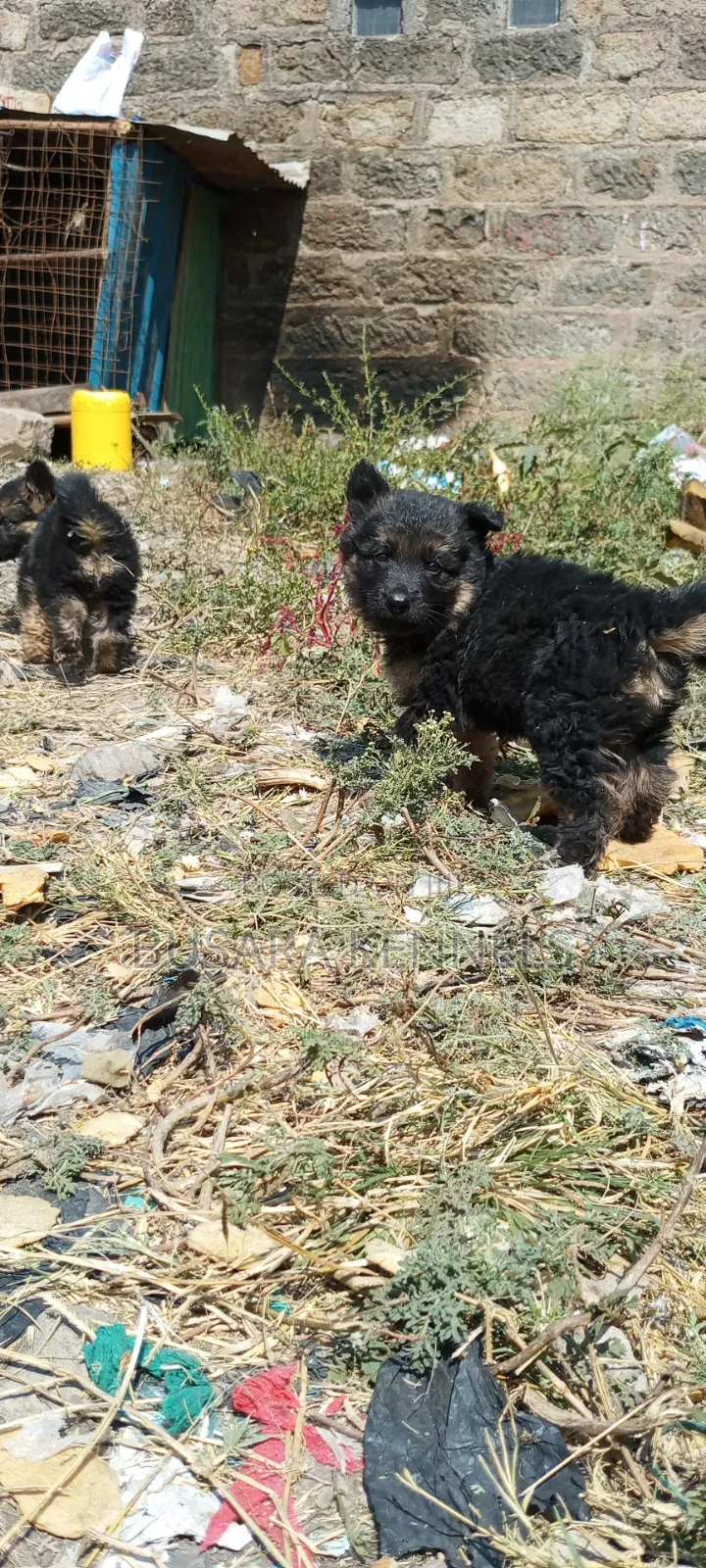 1-3 months Male Purebred German Shepherd