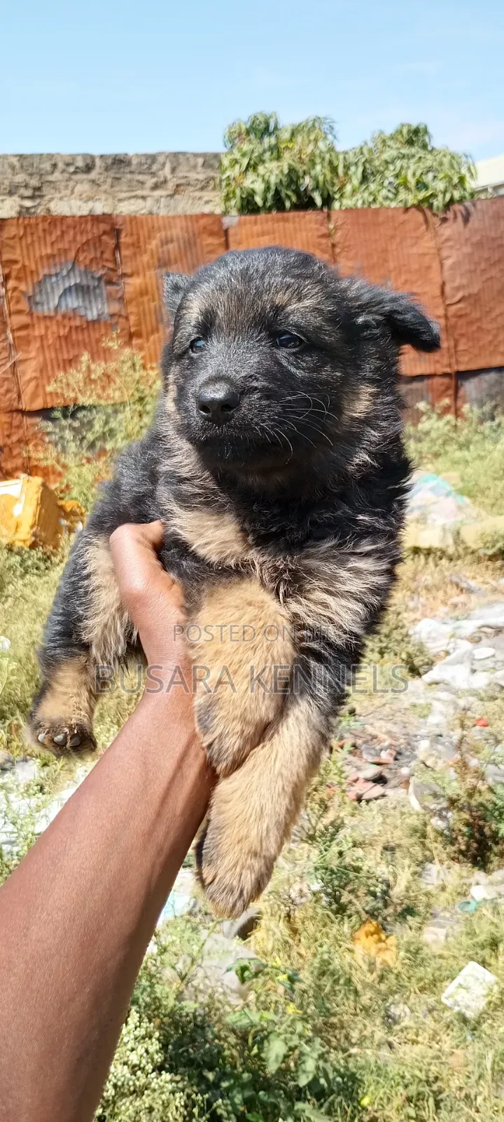 1-3 months Male Purebred German Shepherd
