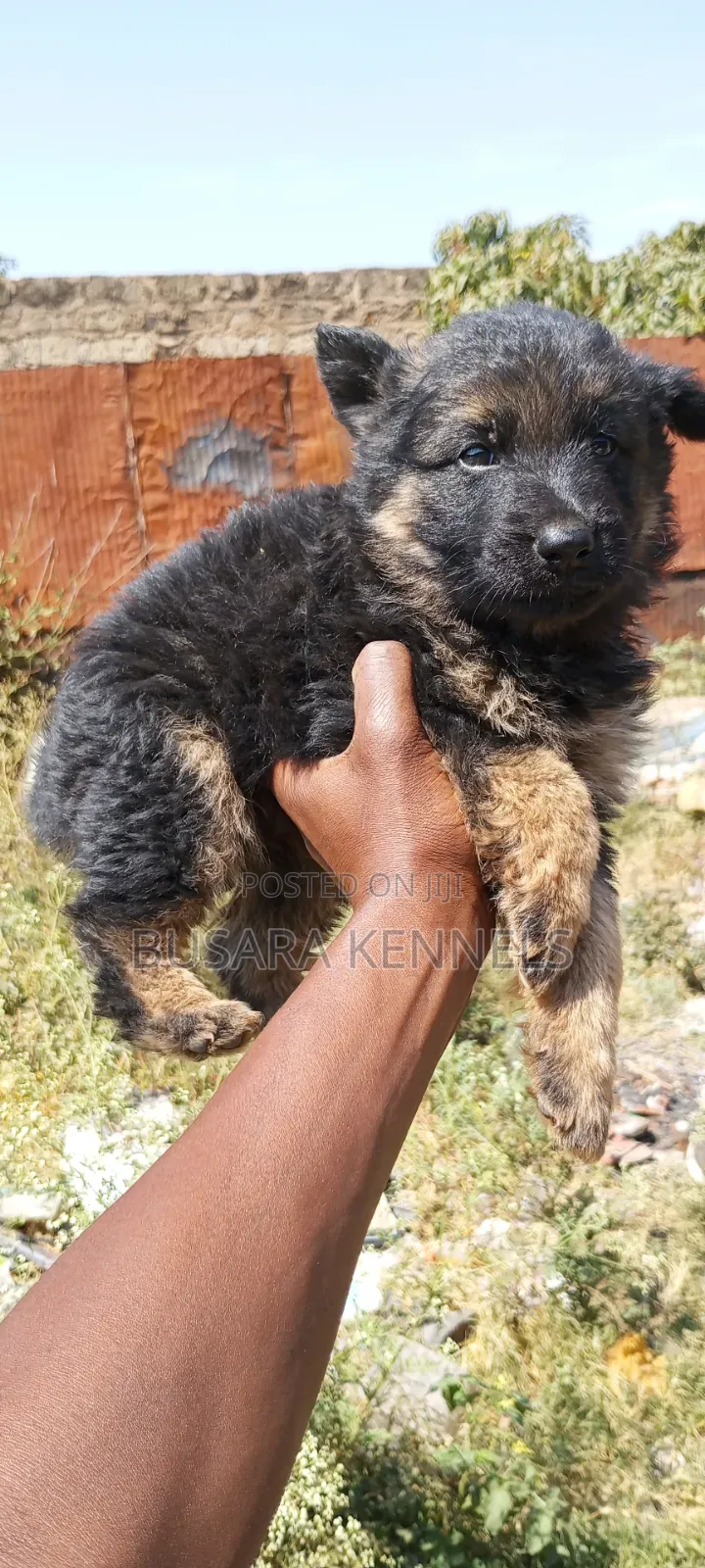 1-3 months Male Purebred German Shepherd