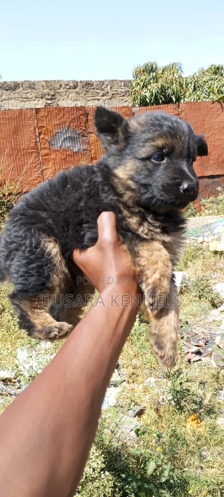 1-3 months Male Purebred German Shepherd
