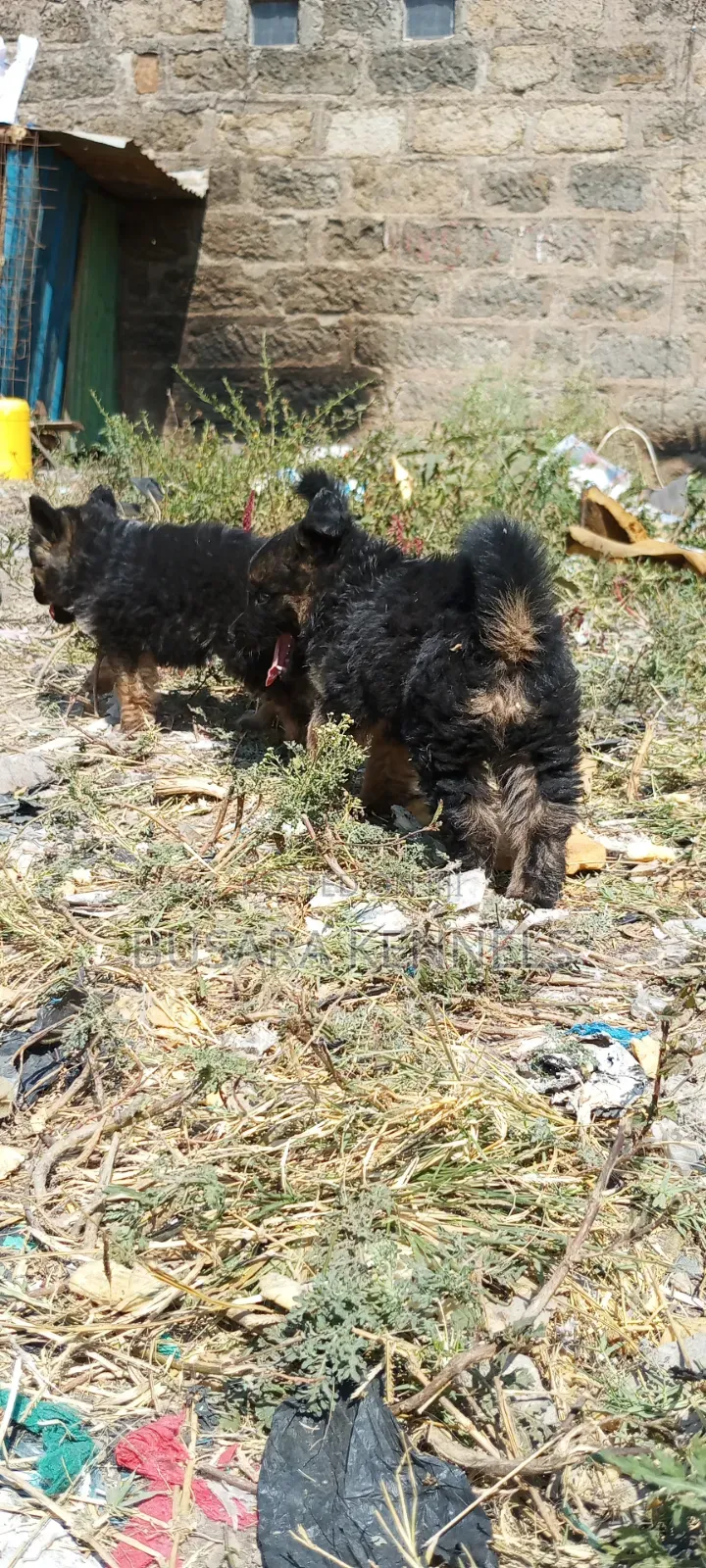 1-3 months Male Purebred German Shepherd