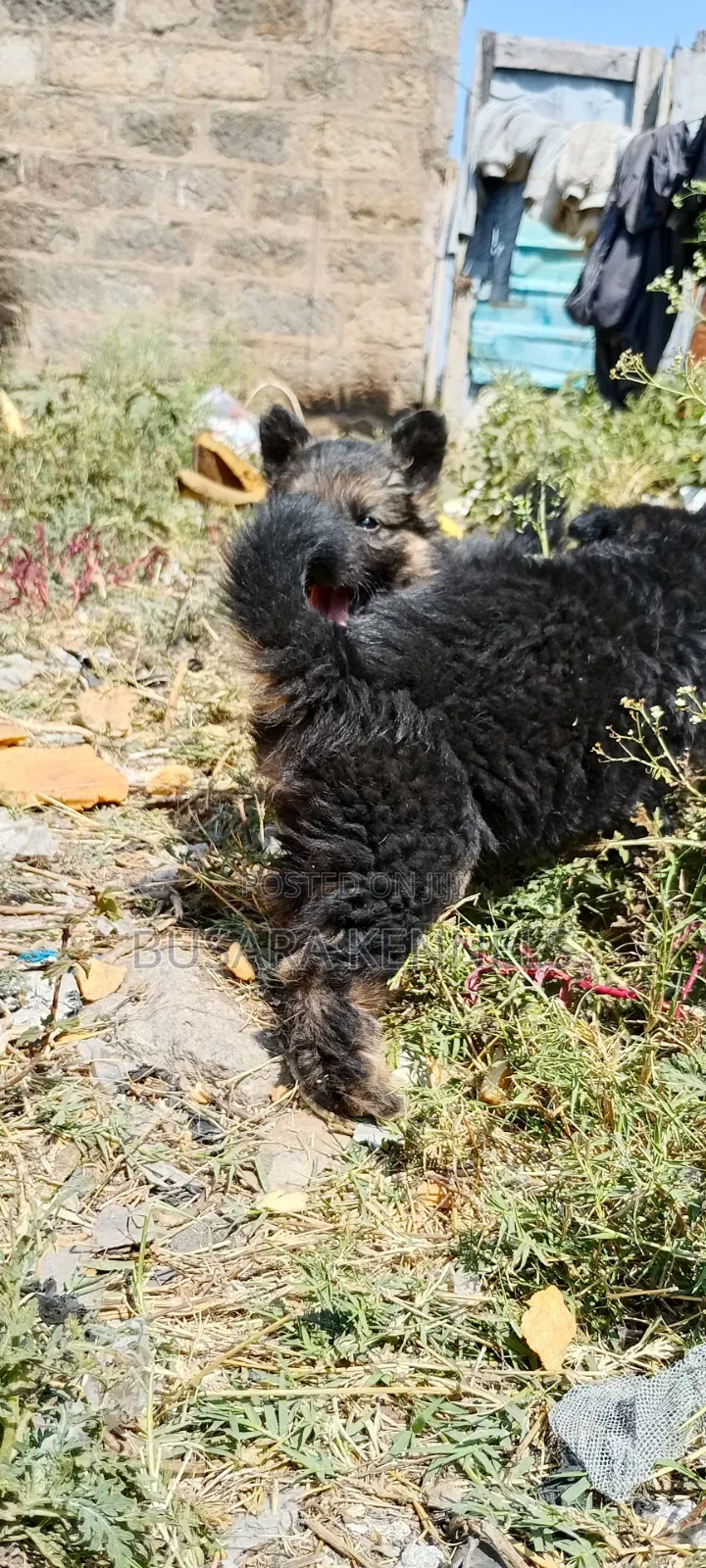 1-3 months Male Purebred German Shepherd
