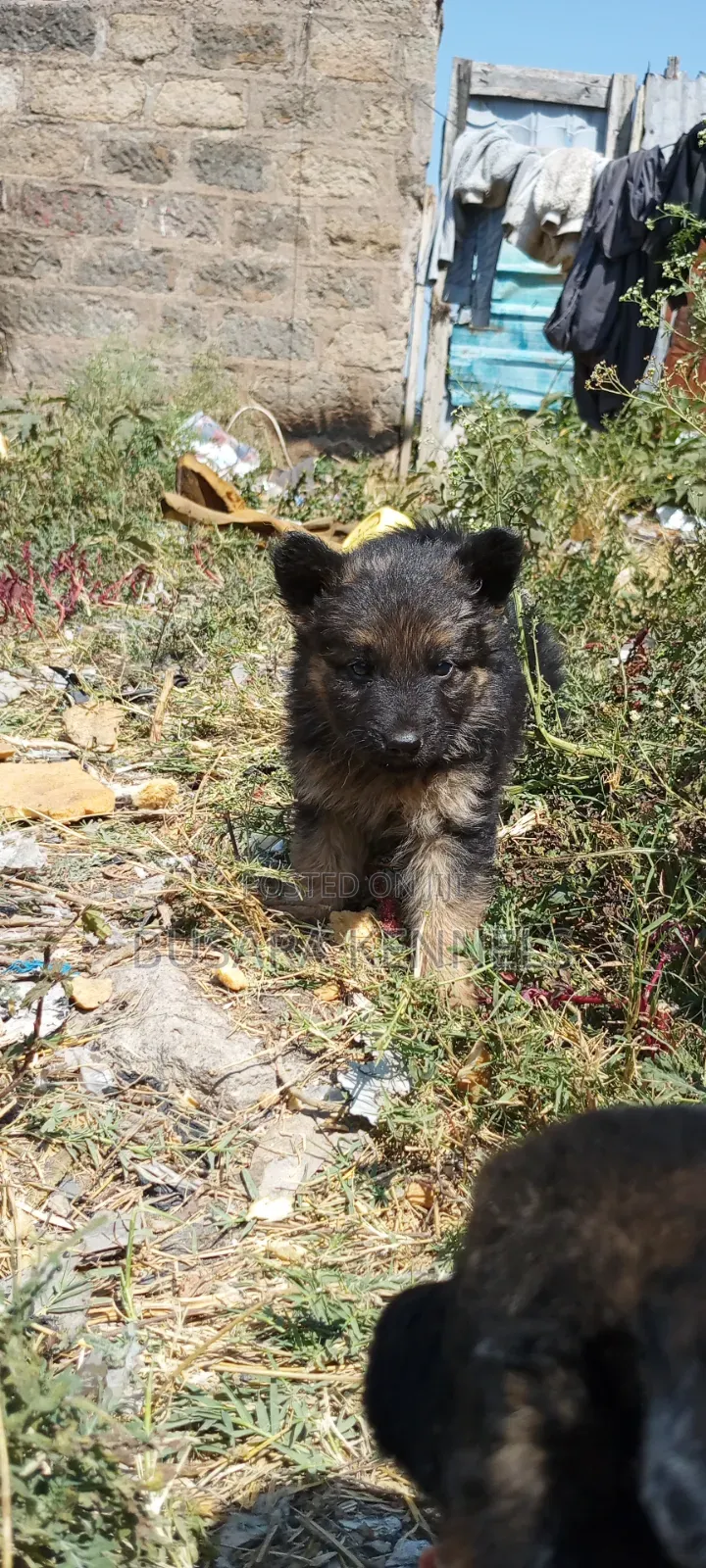1-3 months Male Purebred German Shepherd
