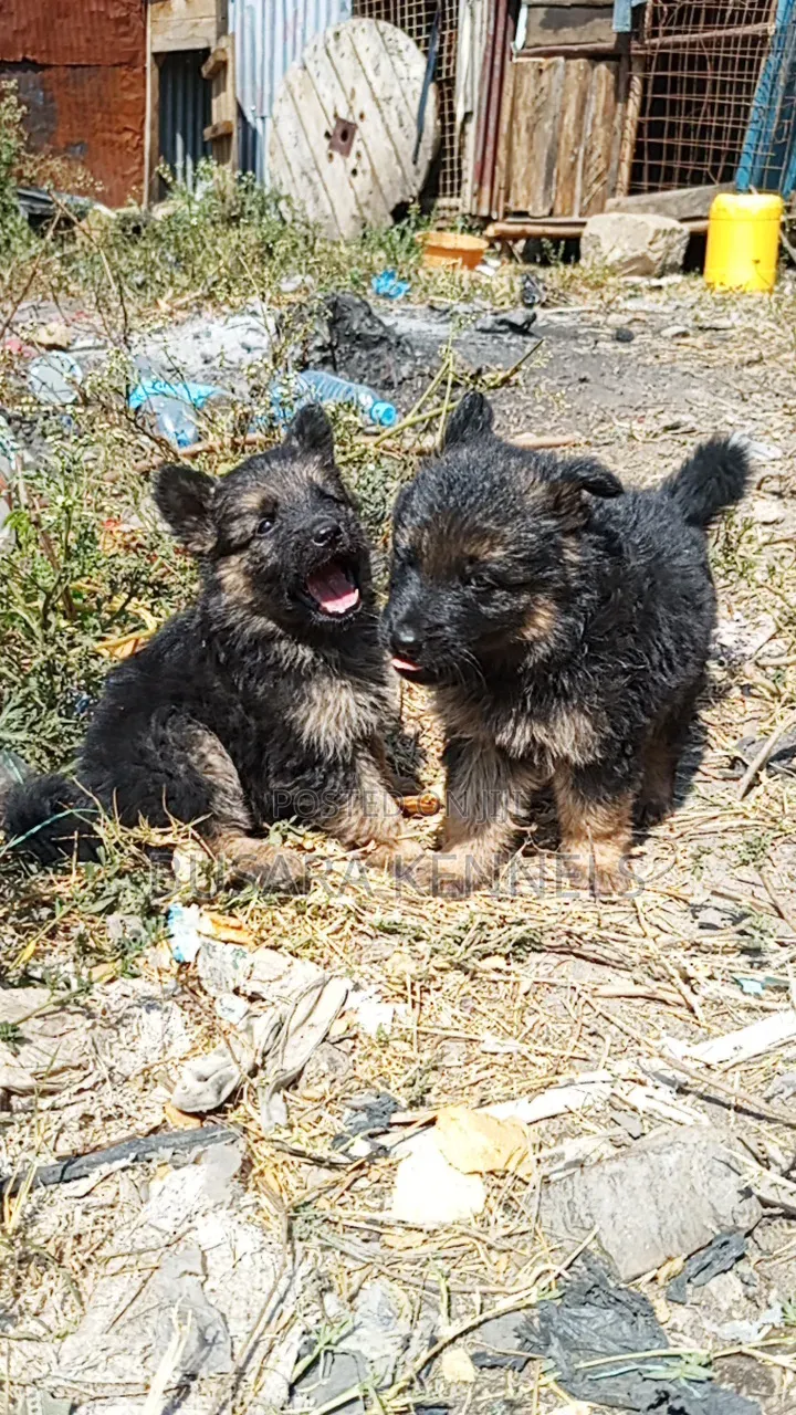 1-3 months Male Purebred German Shepherd