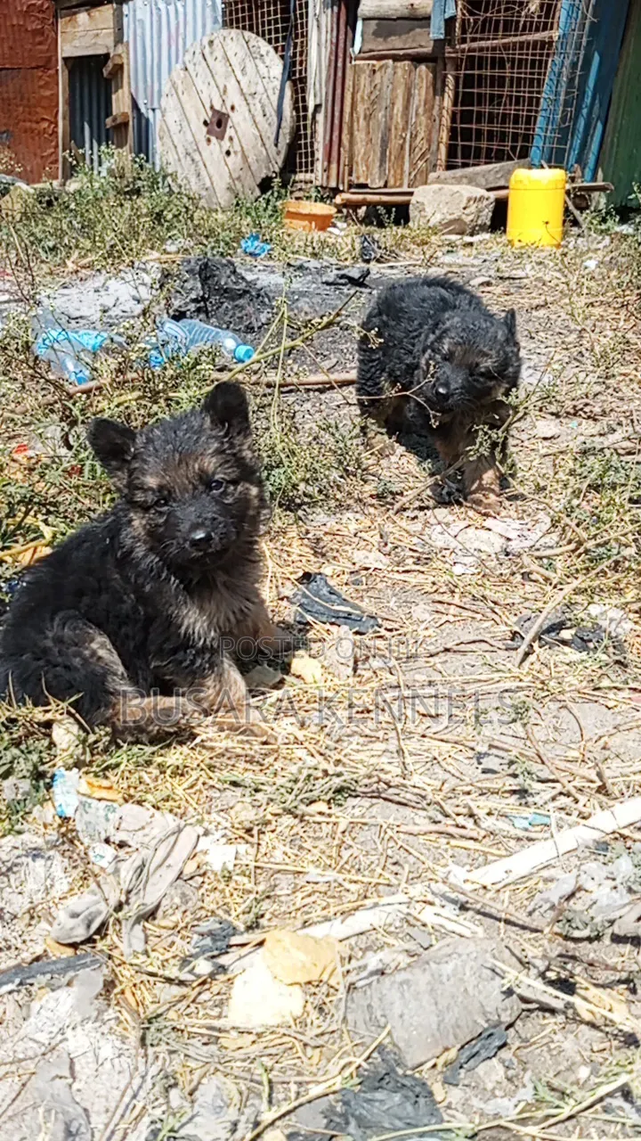 1-3 months Male Purebred German Shepherd