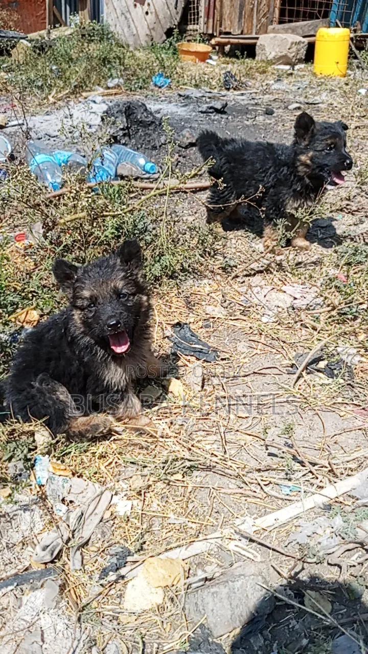 1-3 months Male Purebred German Shepherd