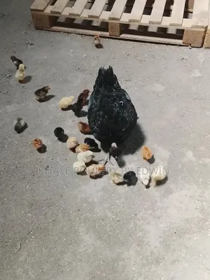 Poultry Birds