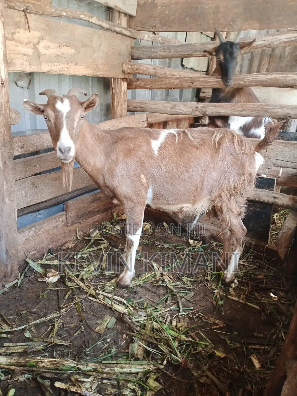 Dairy Goats