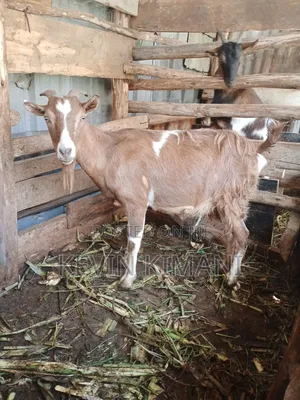 Dairy Goats