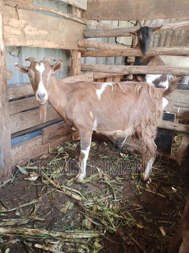Dairy Goats - thumbnail 2