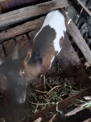 Dairy Goats