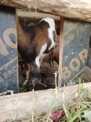 Dairy Goats