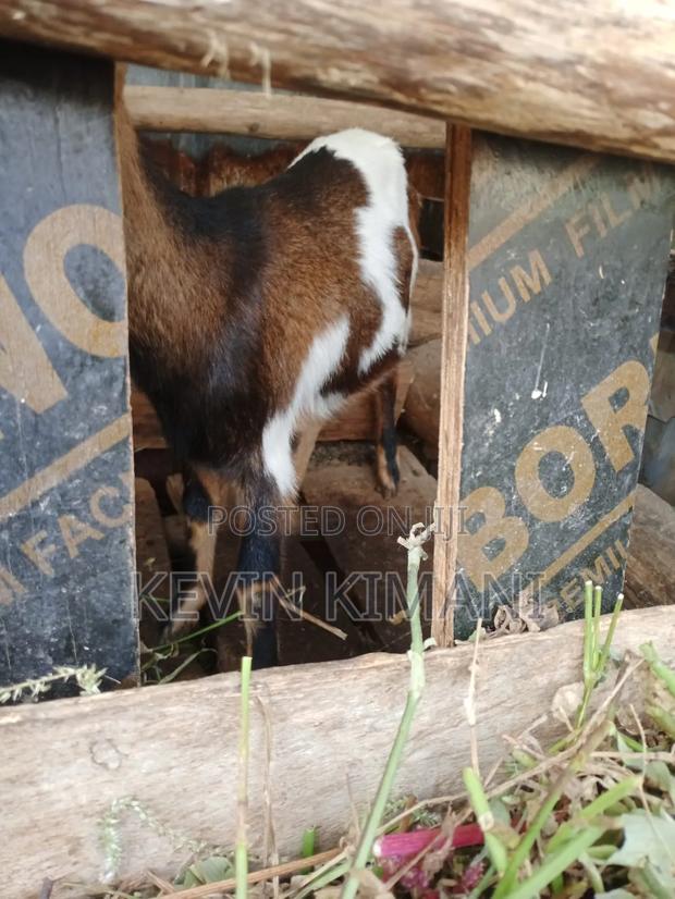 Dairy Goats - thumbnail 4