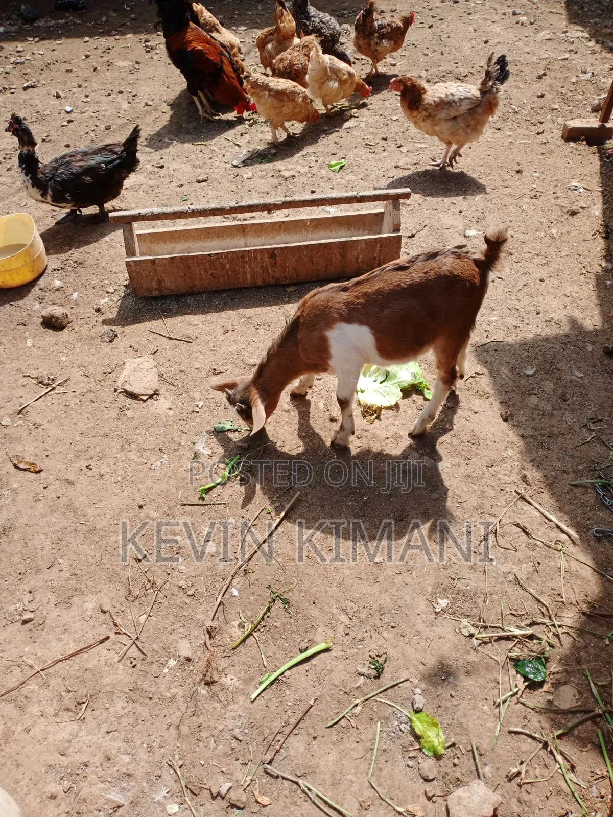 Dairy Goats