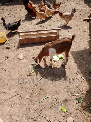 Dairy Goats