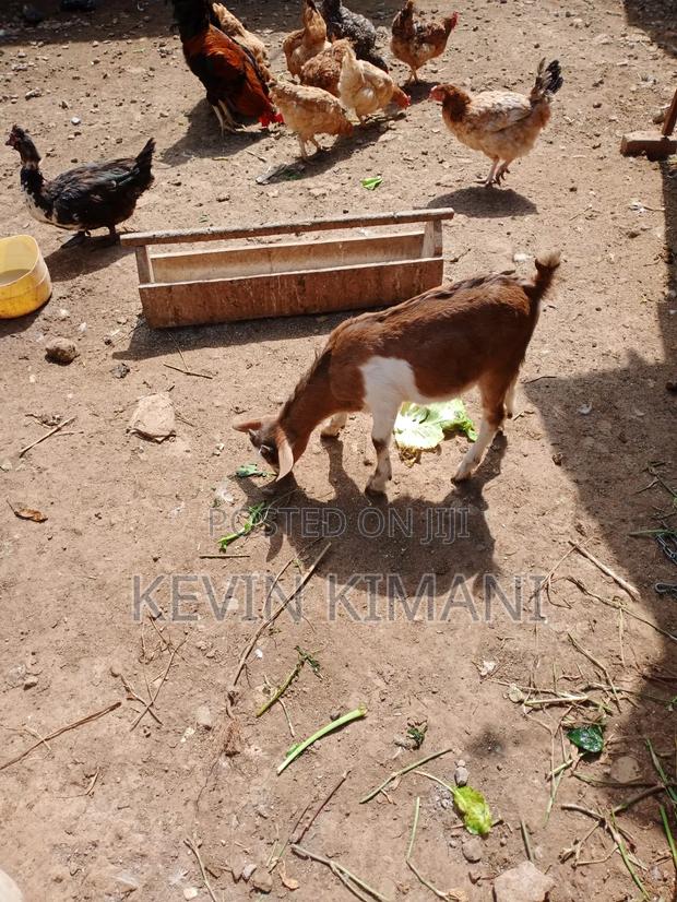 Dairy Goats - thumbnail 5