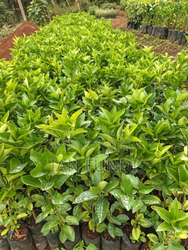Fruit Seedlings - main view