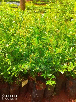 Fruit Seedlings