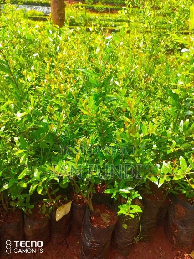 Fruit Seedlings - thumbnail 3