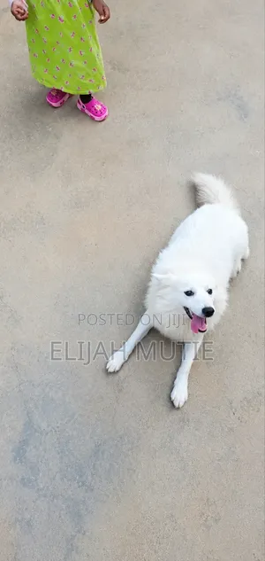 6-12 months Male Mixed Breed Japanese Spitz
