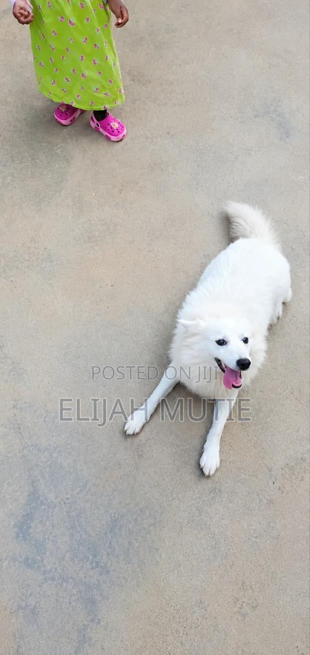 1+ year Male Mixed Breed Japanese Spitz