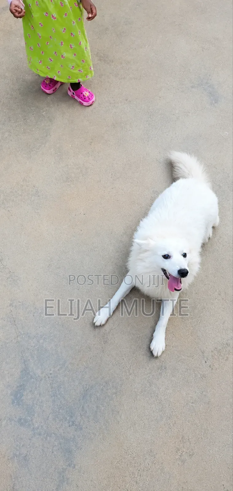 6-12 months Male Mixed Breed Japanese Spitz