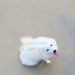 6-12 months Male Mixed Breed Japanese Spitz