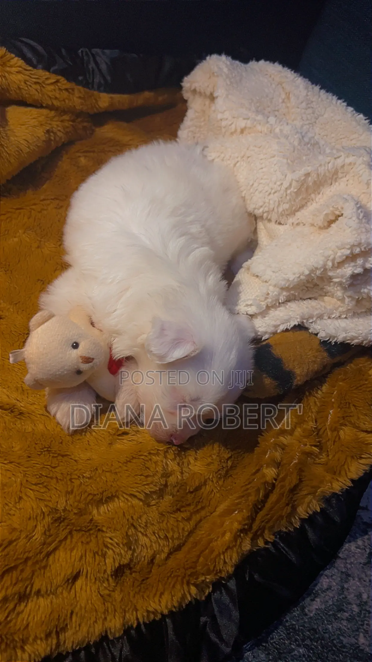 1-3 months Female Purebred Maltese
